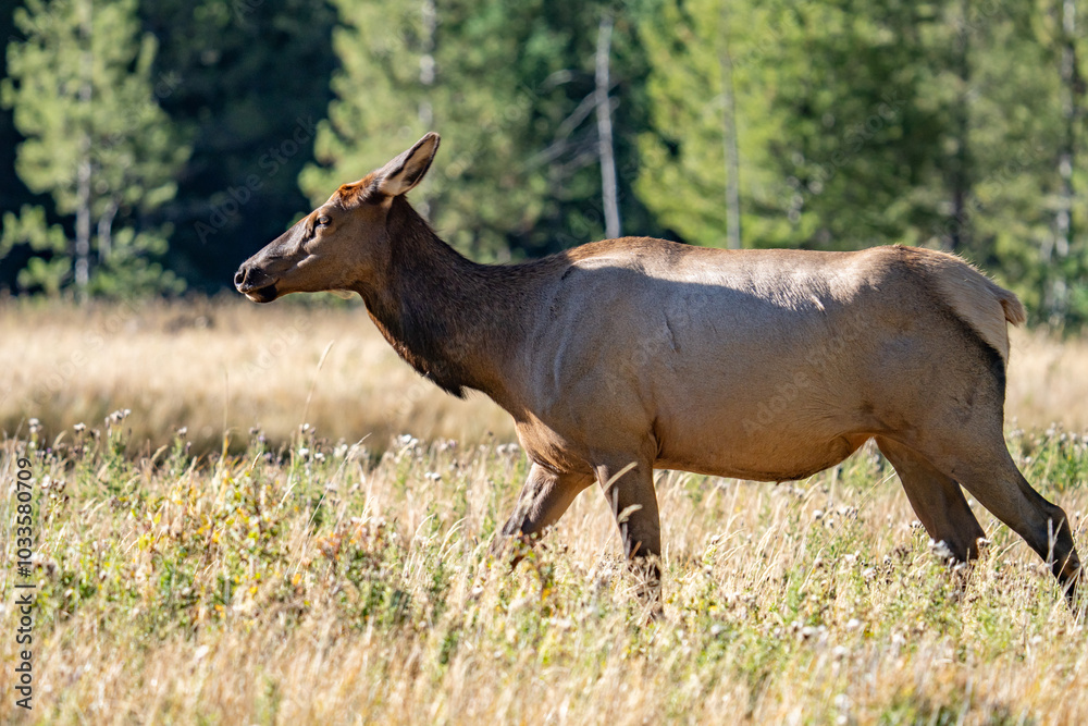 Fototapeta premium The elk (Cervus canadensis), or wapiti, is the second largest species within the deer family, Cervidae, Madison River West Entrance Road, Yellowstone National Park, Wyoming