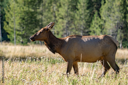 The elk (Cervus canadensis), or wapiti, is the second largest species within the deer family, Cervidae, Madison River West Entrance Road, Yellowstone National Park, Wyoming photo