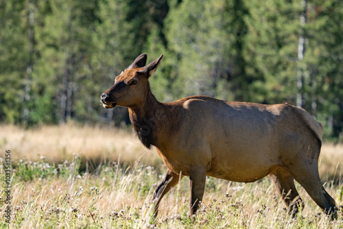 The elk (Cervus canadensis), or wapiti, is the second largest species within the deer family, Cervidae, Madison River West Entrance Road, Yellowstone National Park, Wyoming photo