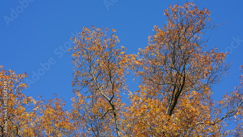 The colorful forest view in the natural park in autumn