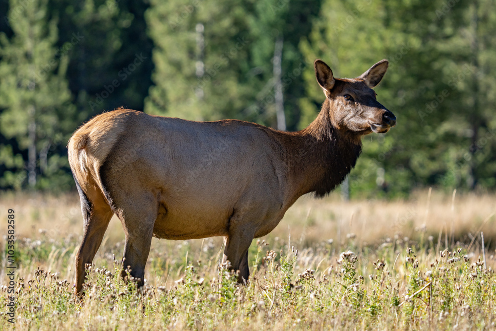 Fototapeta premium The elk (Cervus canadensis), or wapiti, is the second largest species within the deer family, Cervidae, Madison River West Entrance Road, Yellowstone National Park, Wyoming
