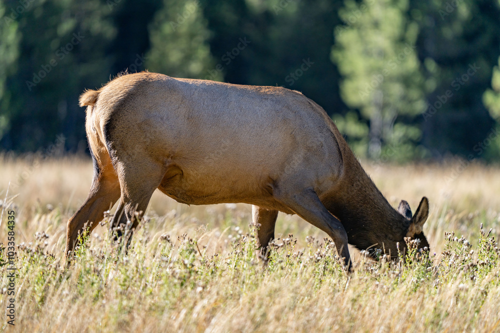 The elk (Cervus canadensis), or wapiti, is the second largest species within the deer family, Cervidae, Madison River West Entrance Road, Yellowstone National Park, Wyoming The elk (Cervus canadensis), or wapiti, is the second largest species within the deer family, Cervidae, Madison River West Entrance Road, Yellowstone National Park, Wyoming