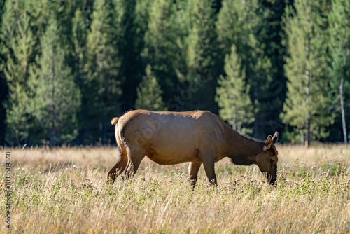 The elk (Cervus canadensis), or wapiti, is the second largest species within the deer family, Cervidae, Madison River West Entrance Road, Yellowstone National Park, Wyoming photo