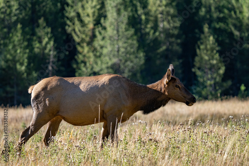 The elk (Cervus canadensis), or wapiti, is the second largest species within the deer family, Cervidae, Madison River West Entrance Road, Yellowstone National Park, Wyoming photo