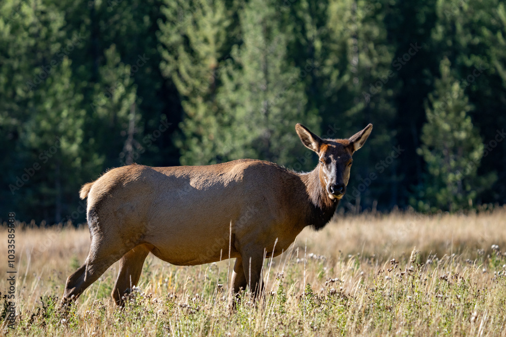 The elk (Cervus canadensis), or wapiti, is the second largest species within the deer family, Cervidae, Madison River West Entrance Road, Yellowstone National Park, Wyoming The elk (Cervus canadensis), or wapiti, is the second largest species within the deer family, Cervidae, Madison River West Entrance Road, Yellowstone National Park, Wyoming