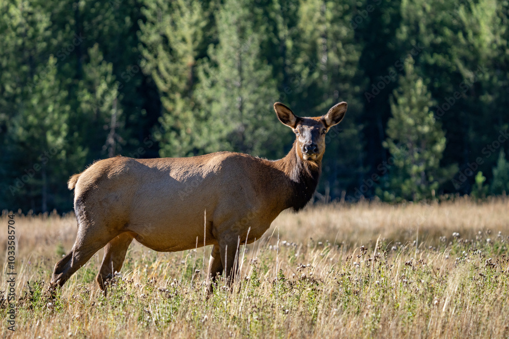 Fototapeta premium The elk (Cervus canadensis), or wapiti, is the second largest species within the deer family, Cervidae, Madison River West Entrance Road, Yellowstone National Park, Wyoming