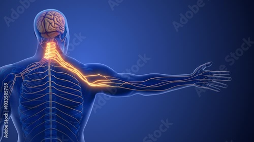 Cervical Spine Nerve Compression Causing Radiculopathy