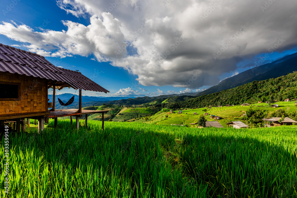 The background of green rice fields with large mountains and various kinds of trees provide shade and fresh air. The background of green rice fields with large mountains and various kinds of trees provide shade and fresh air.