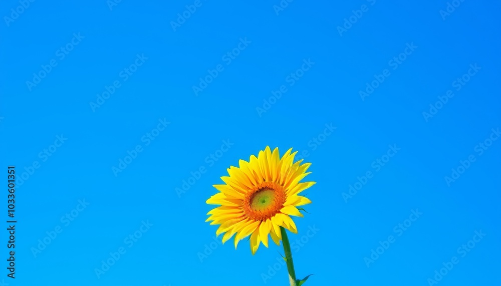 Fototapeta premium Vibrant Sunflower Against Clear Blue Sky