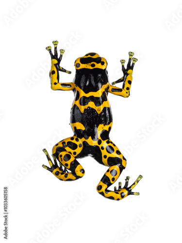 Top view of Colorful Yellow-banded Poison Dart Frog aka Dendrobates leucomelas. Isolated on a white background. photo