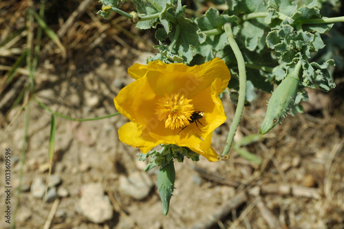 Glaucière jaune (Glaucium flavum) dans la forteresse de Réthymnon en Crète