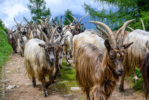 Canvas Print Capre dalle corna lunghe, Italia, e agnellini