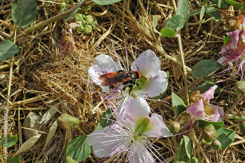 Scolie à front jaune (Megascolia maculata flavifrons) sur câprier dans la forteresse de Réthymnon en Crète