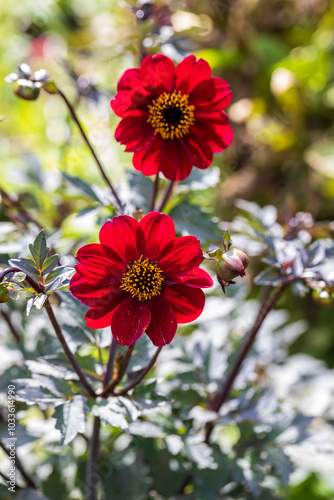 Close up of dahlia flower and bumblebee in garden