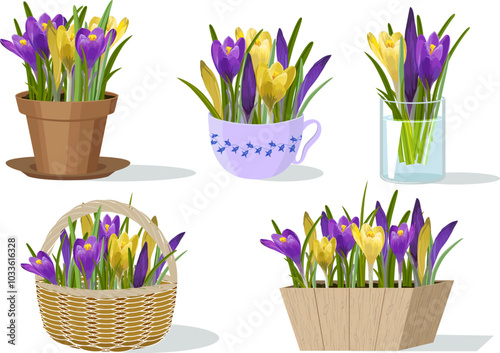 Illustration with flowers in different flowerpots.Multi-colored crocuses in different flowerpots on a white background in vector illustration.