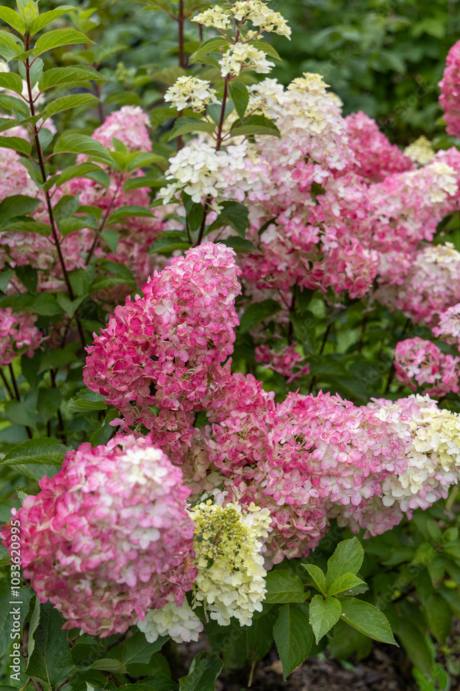 Hydrangea paniculata sort Fraise Melba hydrangea with pink flowers blooms in the garden in summer Hydrangea paniculata sort Fraise Melba hydrangea with pink flowers blooms in the garden in summer