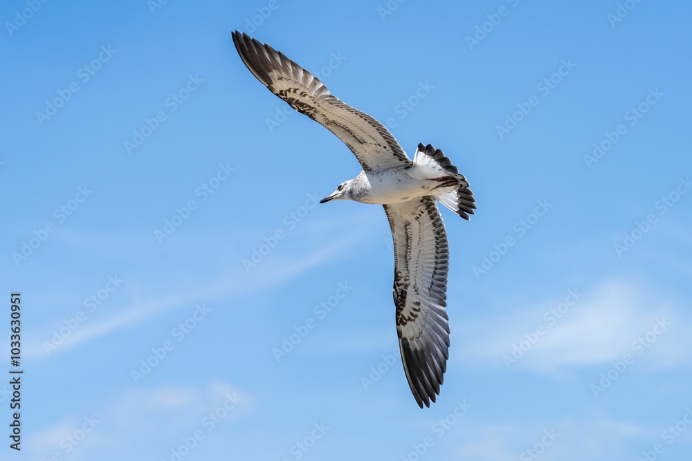 Obraz premium Seagull soaring in clear blue sky.