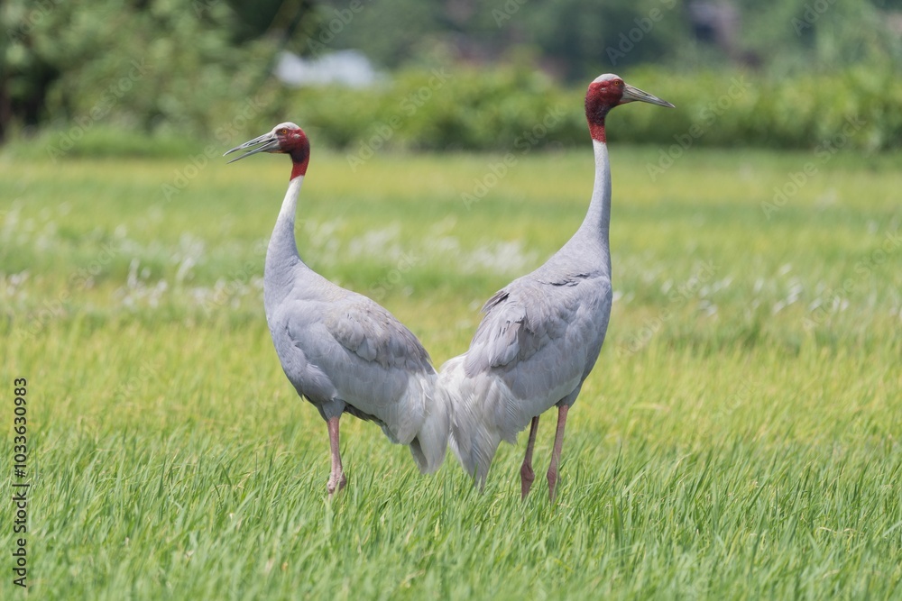 Obraz premium Sarus cranes in a green field