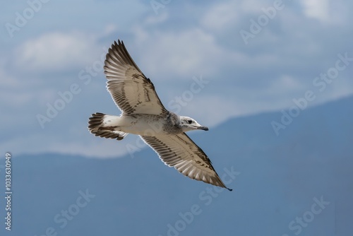 Seagull soaring with mountain backdrop.