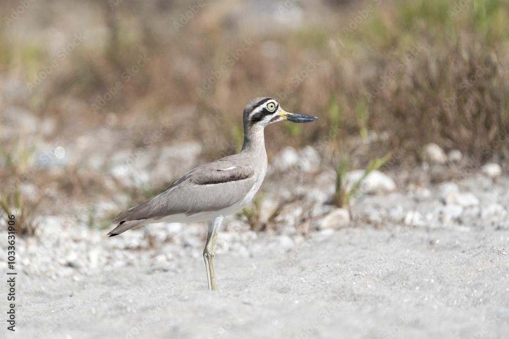 Beach stone-curlew bird on sandy ground