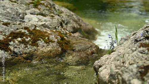 A mountain stream with bell flowers in summer, Glasbach, Bavaria photo