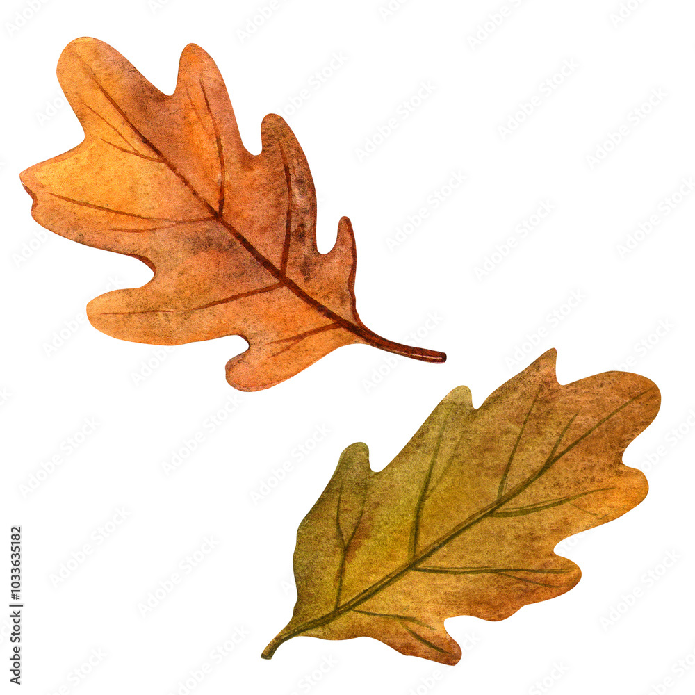 Oak leaves set. Autumn elegant botanical watercolor illustration. Isolated oak leaf on white background. Hand painted seasonal clipart collection for autumn holidays, Thanksgiving, fall events, fairs Oak leaves set. Autumn elegant botanical watercolor illustration. Isolated oak leaf on white background. Hand painted seasonal clipart collection for autumn holidays, Thanksgiving, fall events, fairs