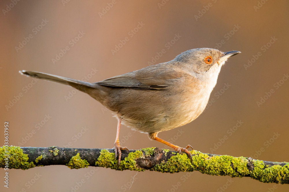Sardinian warbler perched on a mossy branch in natural light Sardinian warbler perched on a mossy branch in natural light