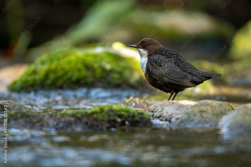 European dipper by a stream in its natural habitat European dipper by a stream in its natural habitat