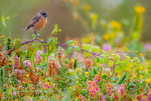 Stonechat bird perching amid colorful flowers in Basque Country photo