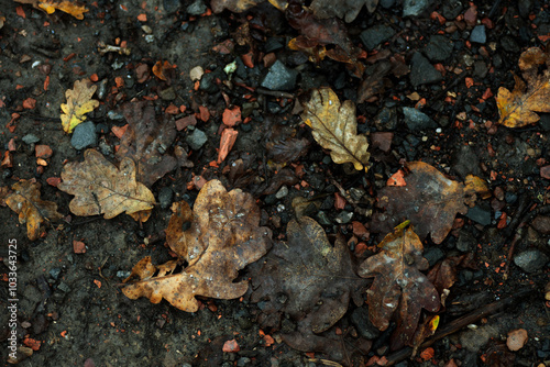 autumn leaves on the ground