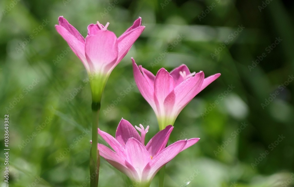 Close-up of three pink flowers blooming in a green garden with blurred background Close-up of three pink flowers blooming in a green garden with blurred background