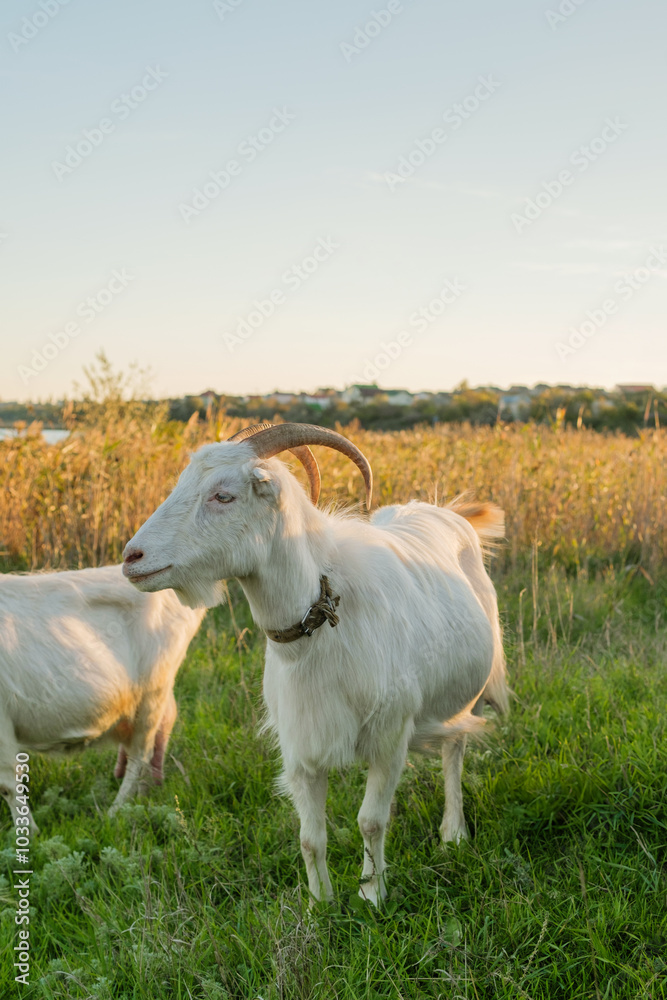 A pair of white goats wander through a lush green field, enjoying the warm sunshine and gentle breeze. The backdrop features a serene water view and autumn foliage. A pair of white goats wander through a lush green field, enjoying the warm sunshine and gentle breeze. The backdrop features a serene water view and autumn foliage.
