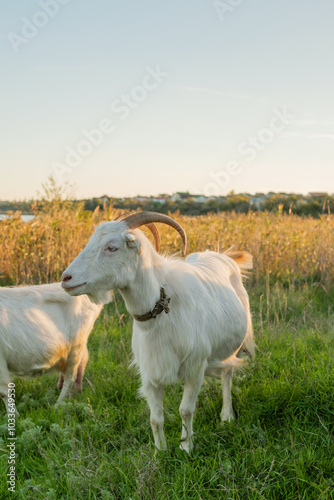 A pair of white goats wander through a lush green field, enjoying the warm sunshine and gentle breeze. The backdrop features a serene water view and autumn foliage.