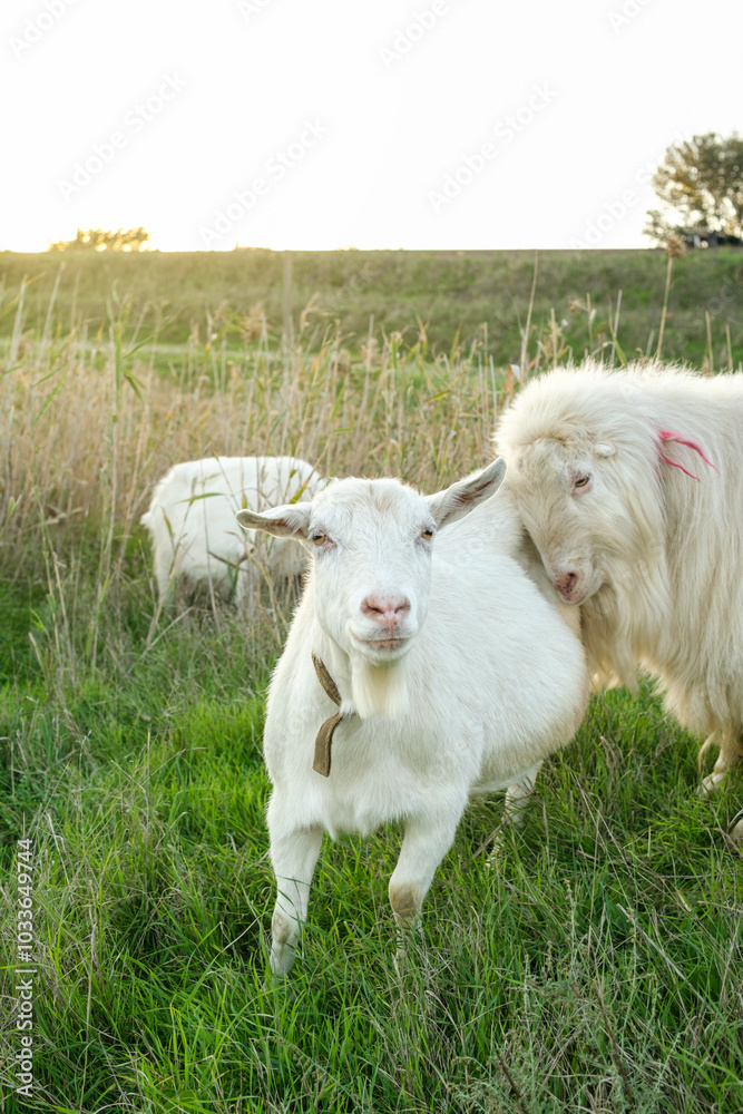 A white goat stands confidently while another sheep-like goat comes close, set against a backdrop of tall grass and a fading sunset, embodying tranquility. A white goat stands confidently while another sheep-like goat comes close, set against a backdrop of tall grass and a fading sunset, embodying tranquility.
