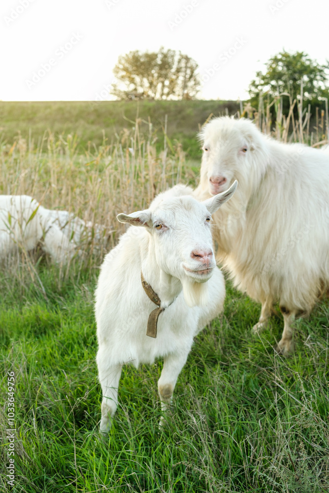 Fototapeta premium In a serene landscape, two white goats roam freely across a vibrant green field. The sunset casts a warm glow, enhancing the peaceful rural setting and the goats' fluffy coats.