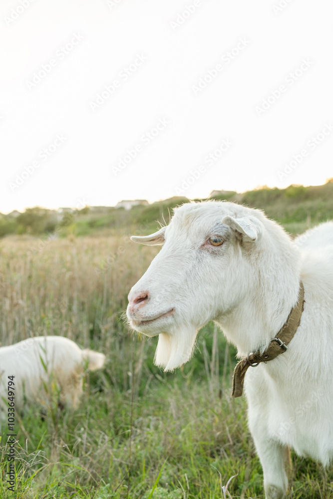 A white goat stands prominently in a vibrant green meadow while another goat grazes nearby. The warm afternoon sunlight bathes the landscape, enhancing the tranquil atmosphere. A white goat stands prominently in a vibrant green meadow while another goat grazes nearby. The warm afternoon sunlight bathes the landscape, enhancing the tranquil atmosphere.