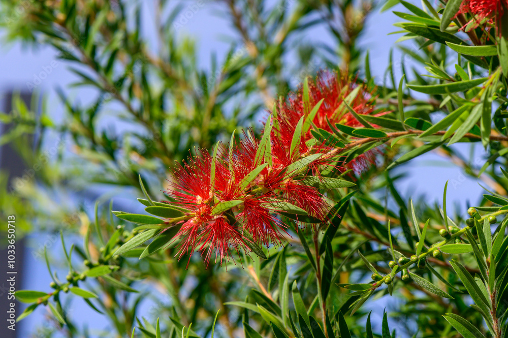 Vibrant red bottlebrush flowers bloom against a backdrop of lush green foliage in a sunny outdoor setting Vibrant red bottlebrush flowers bloom against a backdrop of lush green foliage in a sunny outdoor setting