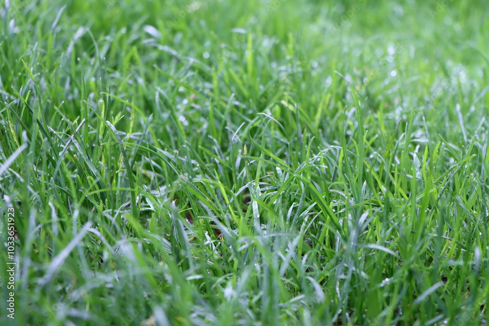 grass grass