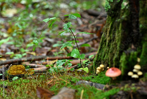 moss and mushrooms in the rainy mountains