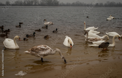 Winter fog on the waterfront. People walk along the waterfront along the river, feeding the ducks and swimming. photo