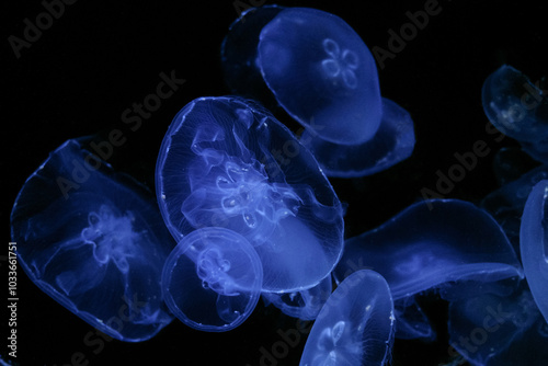 Aurelia aurita. Moon jellyfish blue flock background.