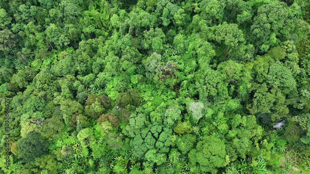 Carbon credit concept village in the lush green rain cloud and foggy cover tropical rain forest mountain during the rainy season. Carbon credit concept village in the lush green rain cloud and foggy cover tropical rain forest mountain during the rainy season.