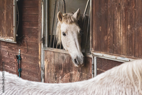 White horse in the stable. Portrait of a white horse.