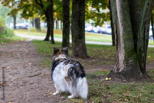 A black and white dog is standing proudly next to a large tree in a park