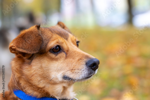 A brown dog that is wearing a blue collar is looking directly at the camera