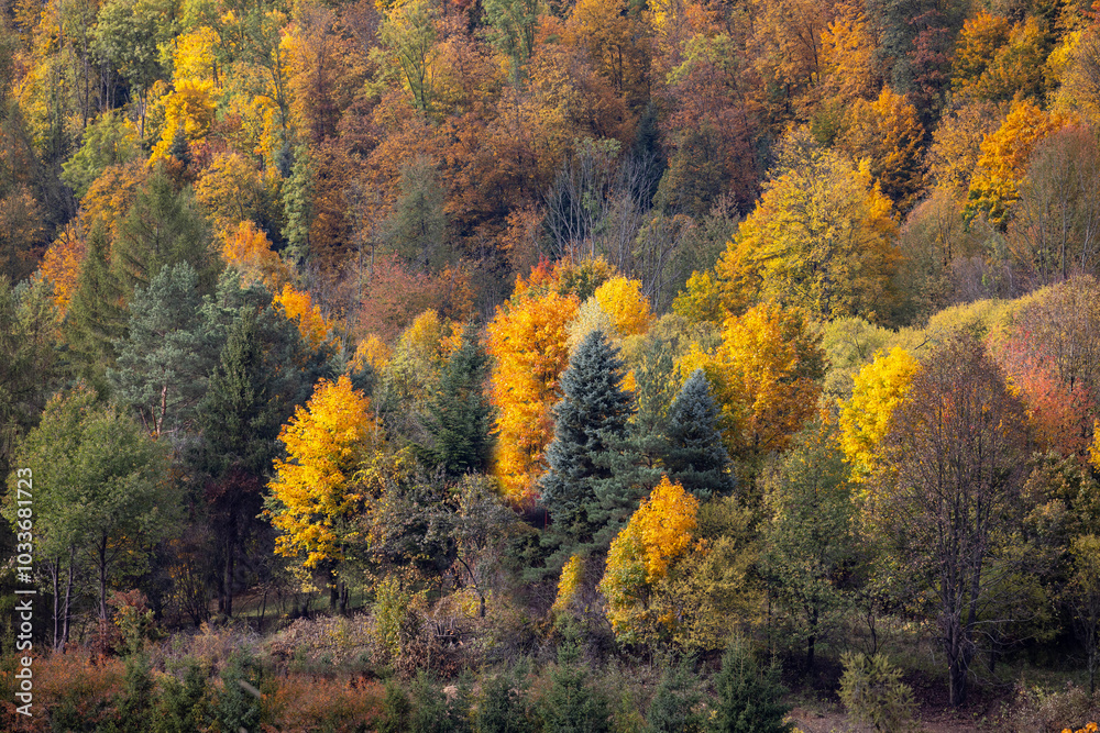 Picturesque view of the autumn landscape in the Pieniny Mountains, colorful leaves on the trees, Szczawnica, Poland