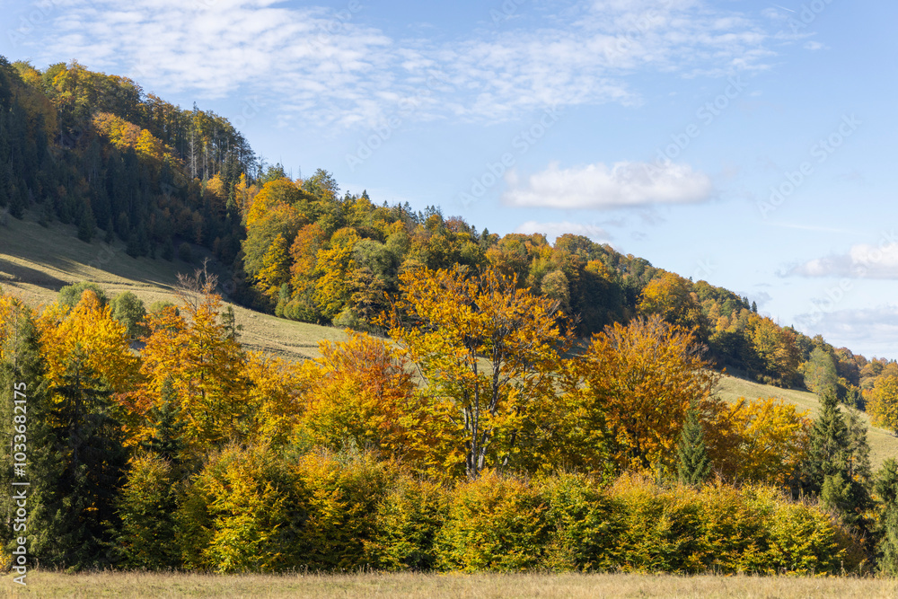 Picturesque view of the autumn landscape in the Pieniny Mountains, colorful leaves on the trees, Szczawnica, Poland