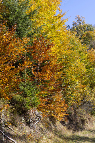 Obraz na płótnie Picturesque view of the autumn landscape in the Pieniny Mountains, colorful leaves on the trees, Szczawnica, Poland w salonie