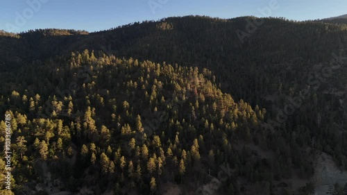 Aerial View of Pine Trees in San Gabriel Mountains, Angeles National Forest photo