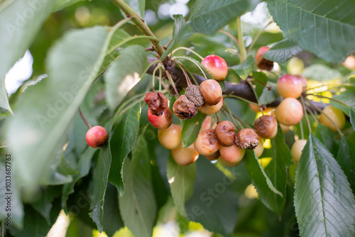Obraz na płótnie Rotten spoiled berry or fruit. Mold sweet cherries on tree in fruit garden. Spoiled berry. Diseases of trees. Gardening problems. w salonie